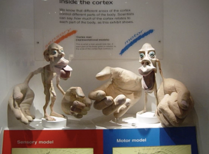 Museum exhibit showing proportion of brain controlling hands